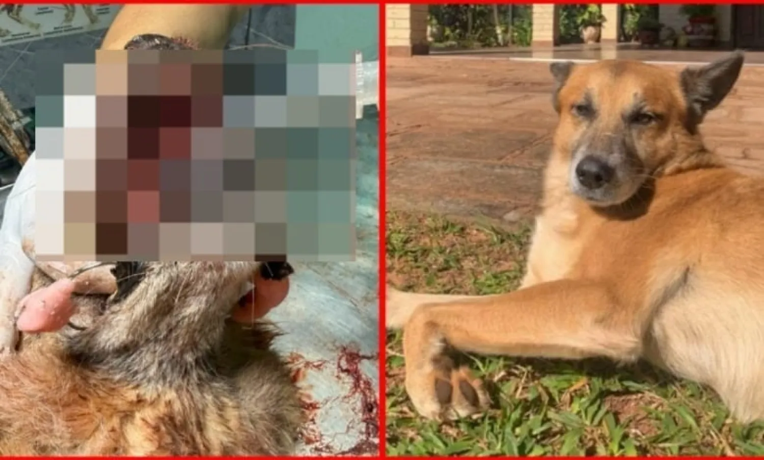 Muere un perrito en Caaguazú tras explosión de un cebollón