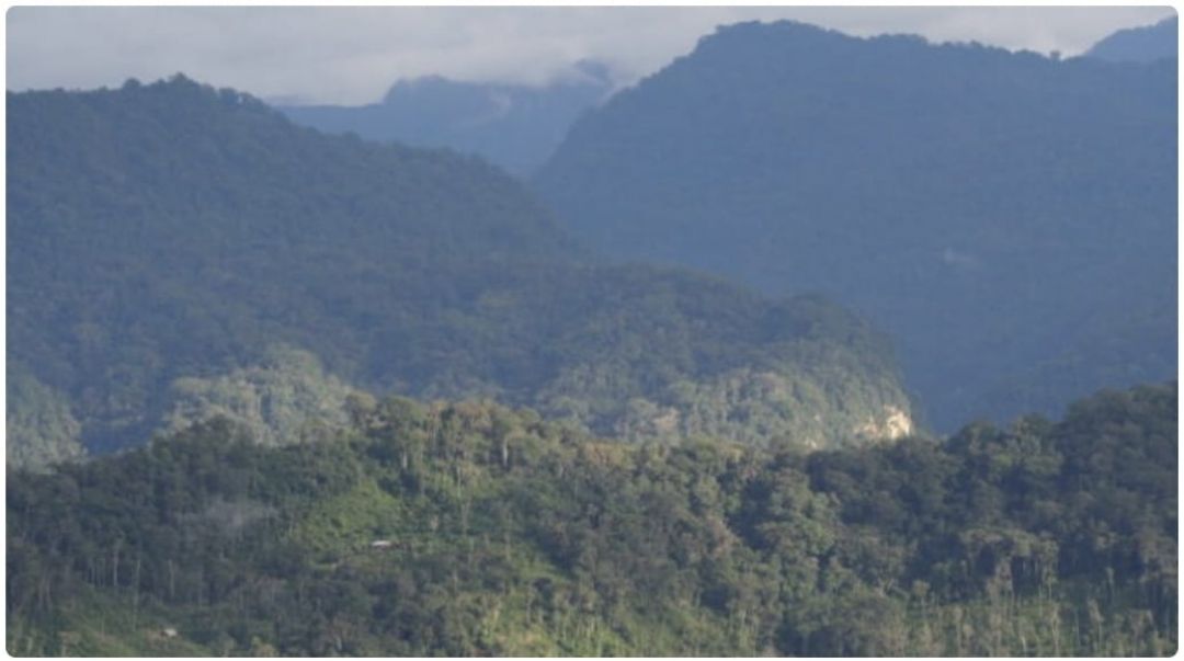 Descubren en Brasil un bosque de 290 millones de años