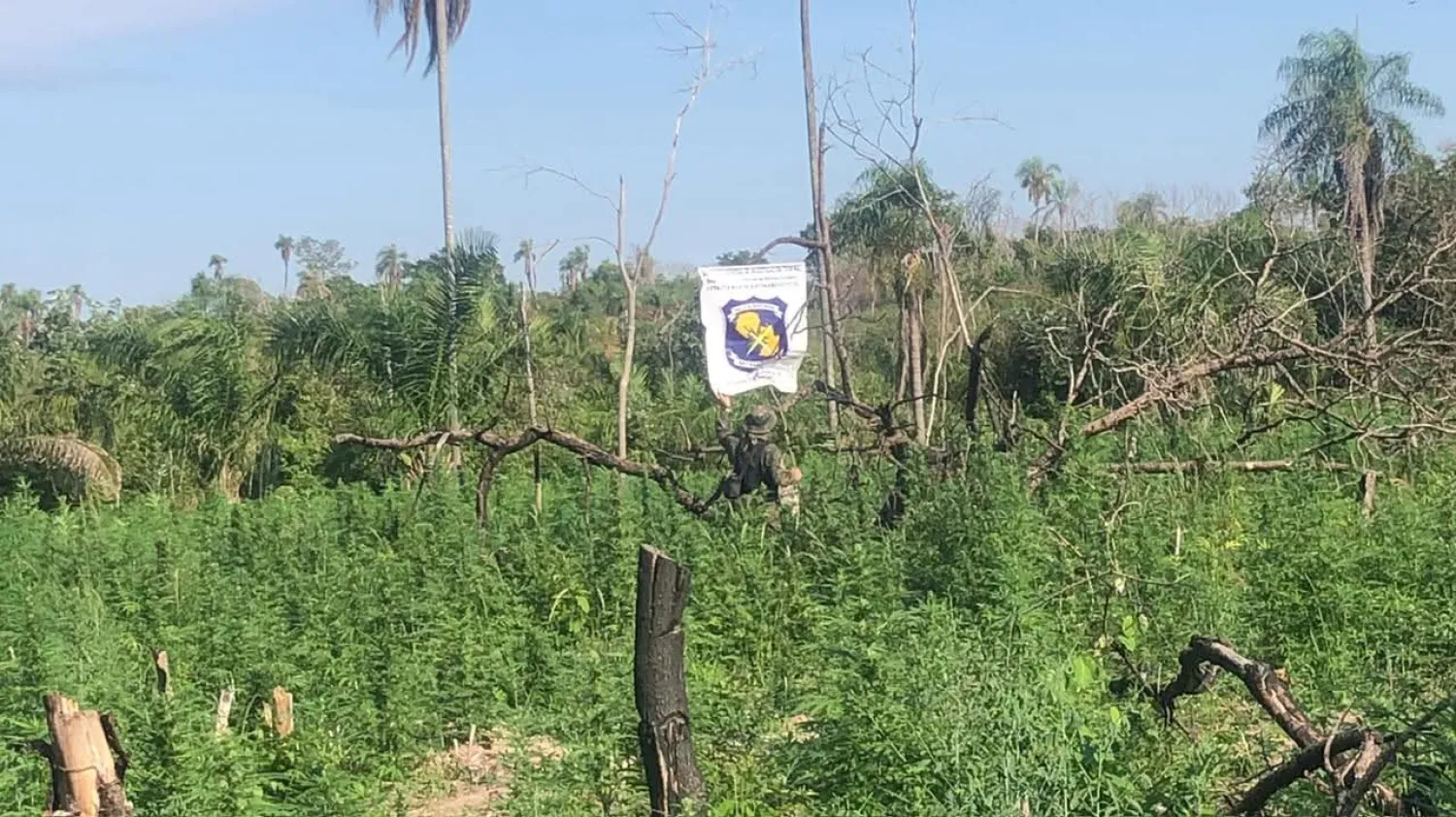 Destruyen siete hectáreas de marihuana y campamentos en Cerro Corá