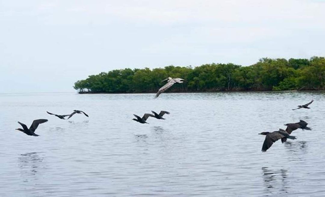 Cambio Climático: Amazonas con aves más pequeñas