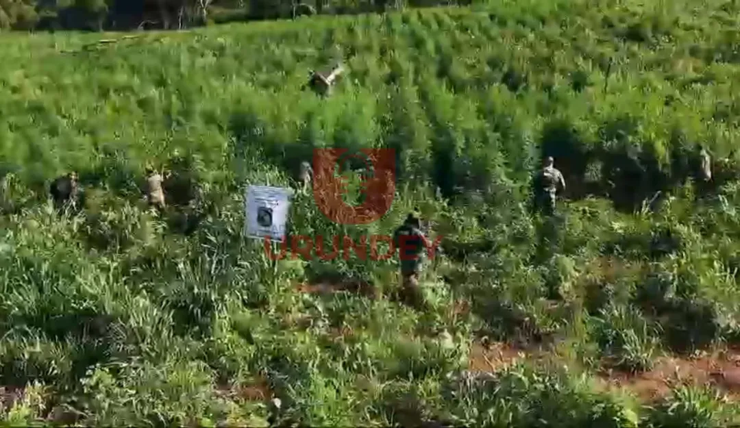 Anulan 22 hectáreas de plantaciones de marihuana en colonia indígena de Bella Vista
