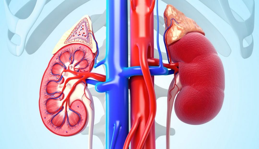Cuida la salud de tus riñones con medidas de prevención