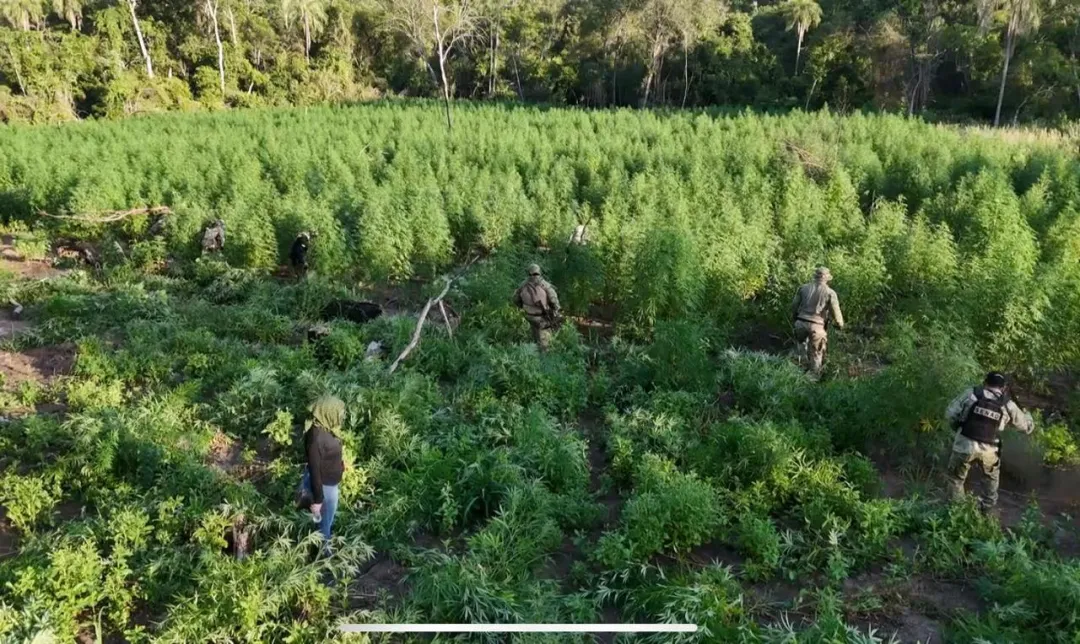 SENAD anula 24 toneladas de marihuana en Bella Vista Norte