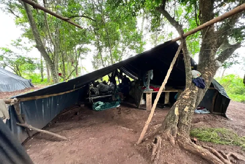 Casi USD 1 millón de pérdida para narcos con destrucción de marihuana