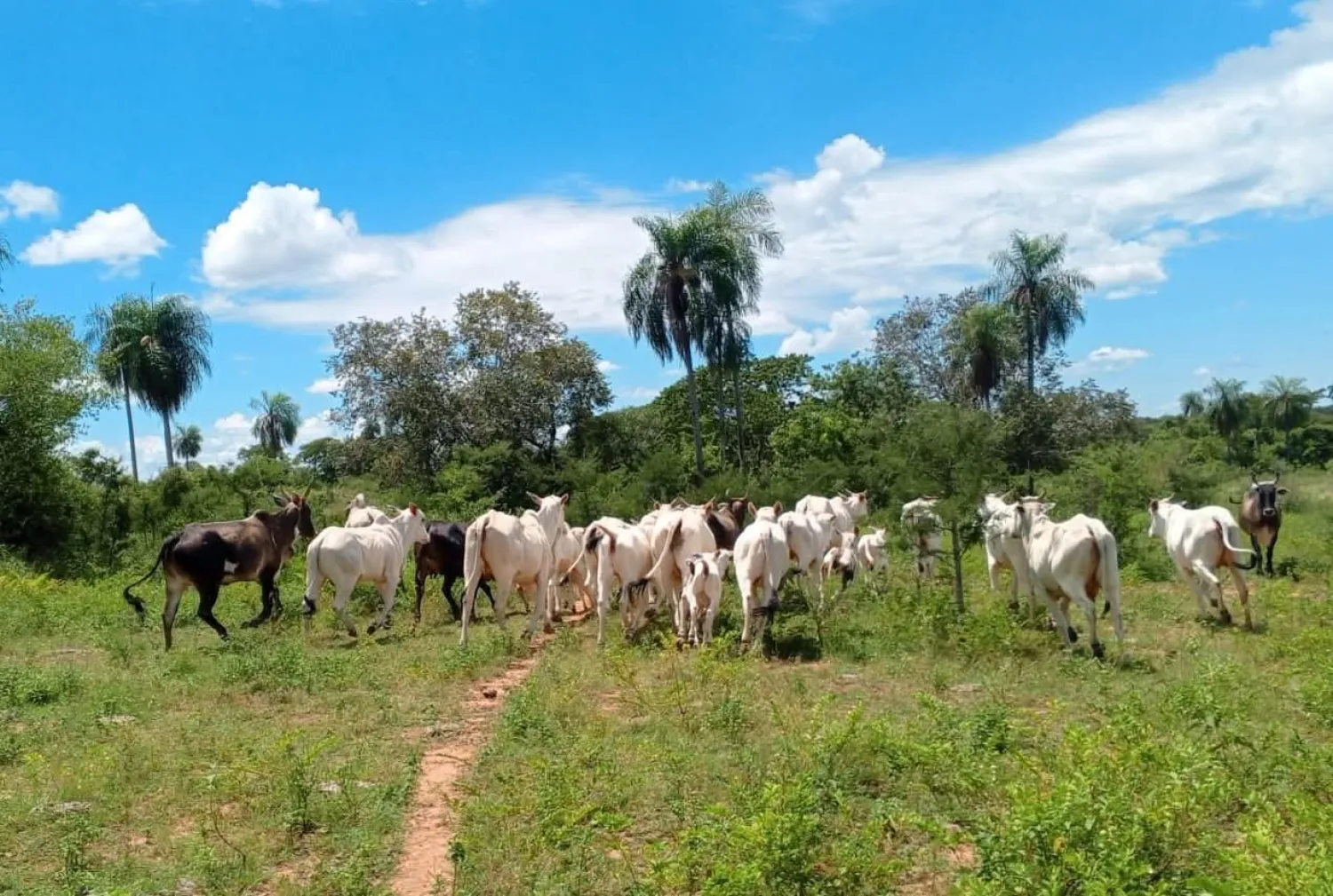 Recuperan 28 animales vacunos tras allanamiento rural en Bella Vista Norte