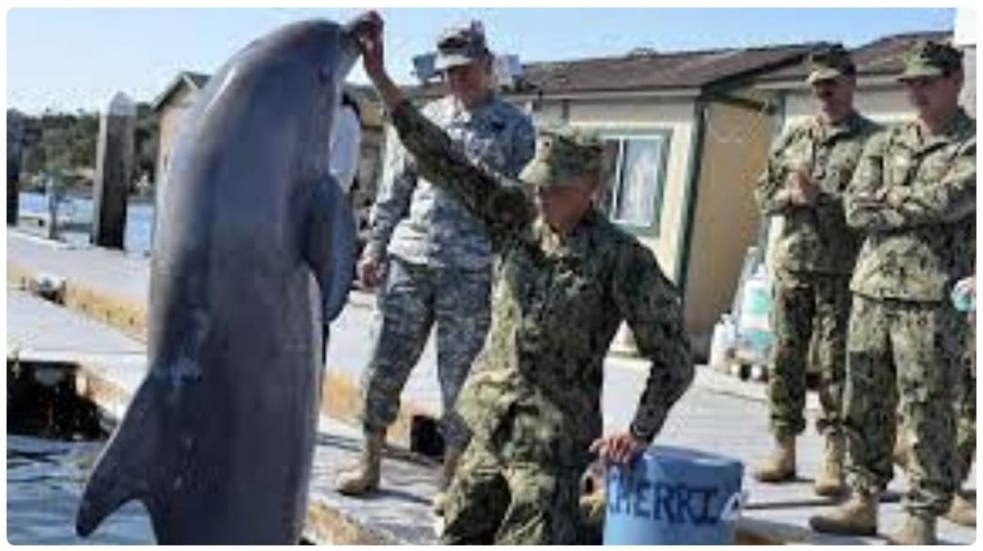 Rusia utiliza a delfines entrenados para objetivos militares