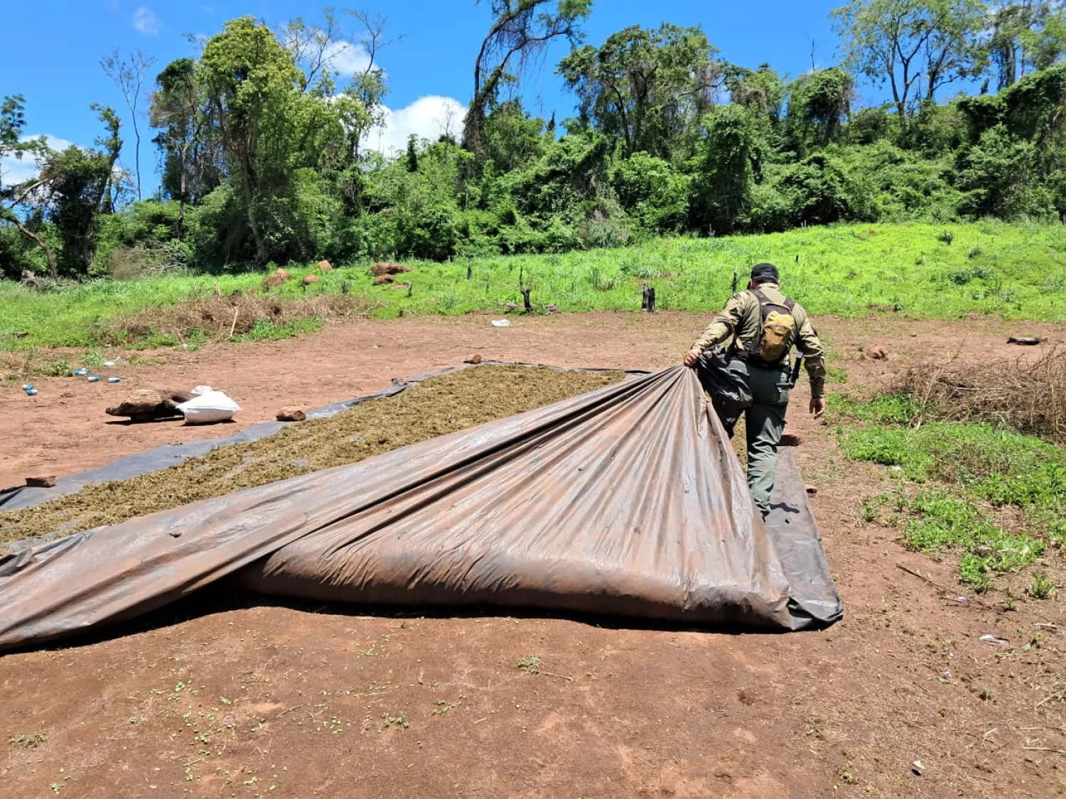 SENAD destruye más de cinco toneladas de marihuana en zona rural de Pedro Juan Caballero