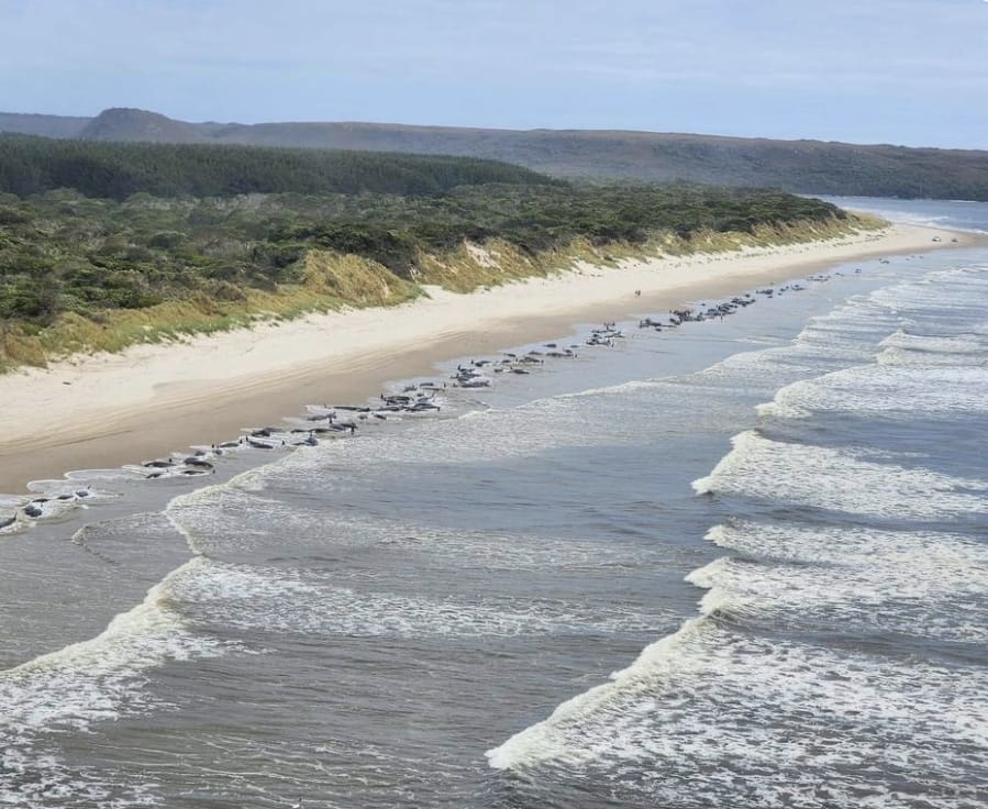 Australia: muere un centenar de ballenas varadas en Tasmania