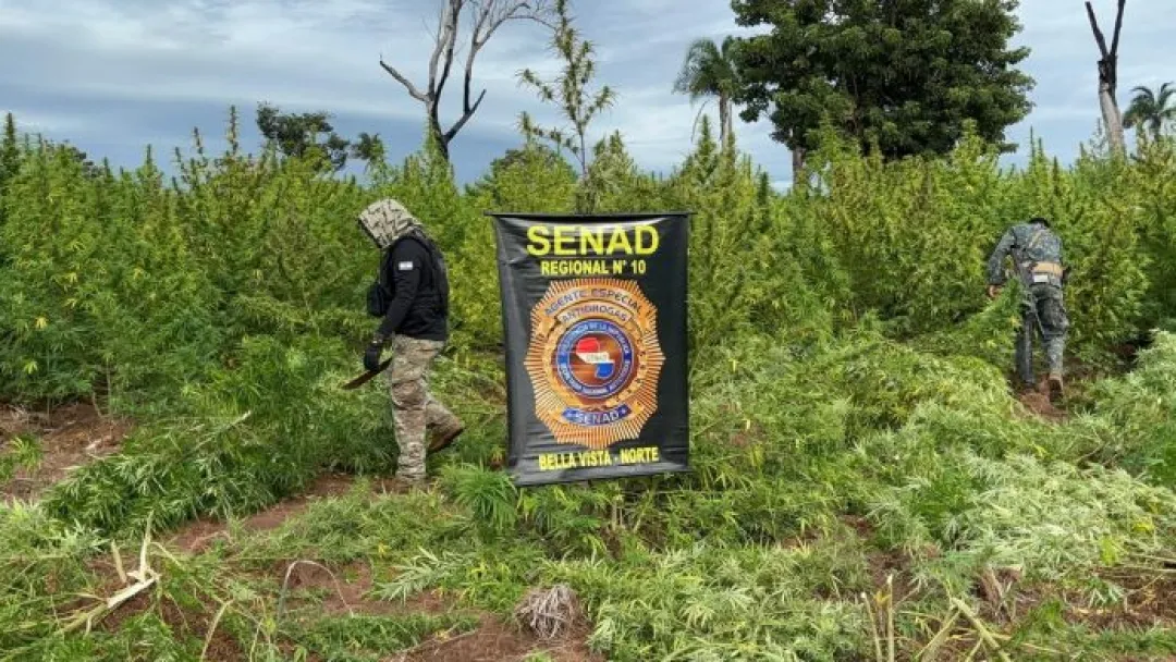 SENAD anula 27 toneladas de marihuana en Bella Vista Norte
