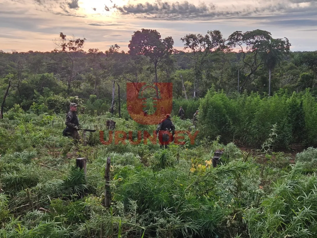 Anulan 18 hectáreas de marihuana en segundo día seguido en colonia indígena de Bella Vista