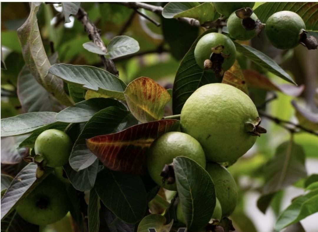 Hojas de guayaba: medicina natural con grandes beneficios para la salud