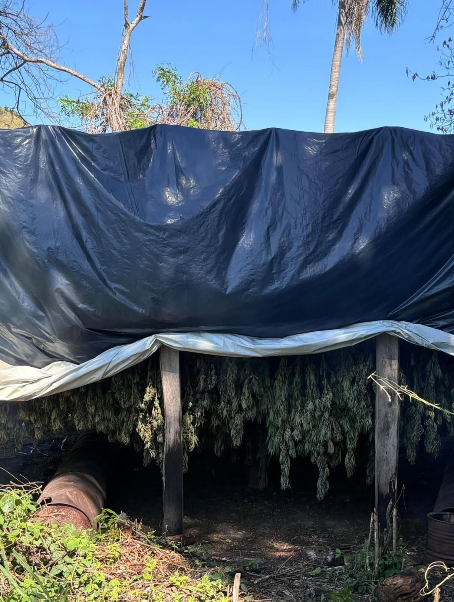 Destruyen 10 hectáreas de marihuana tipo "skunk" en Capitán Bado