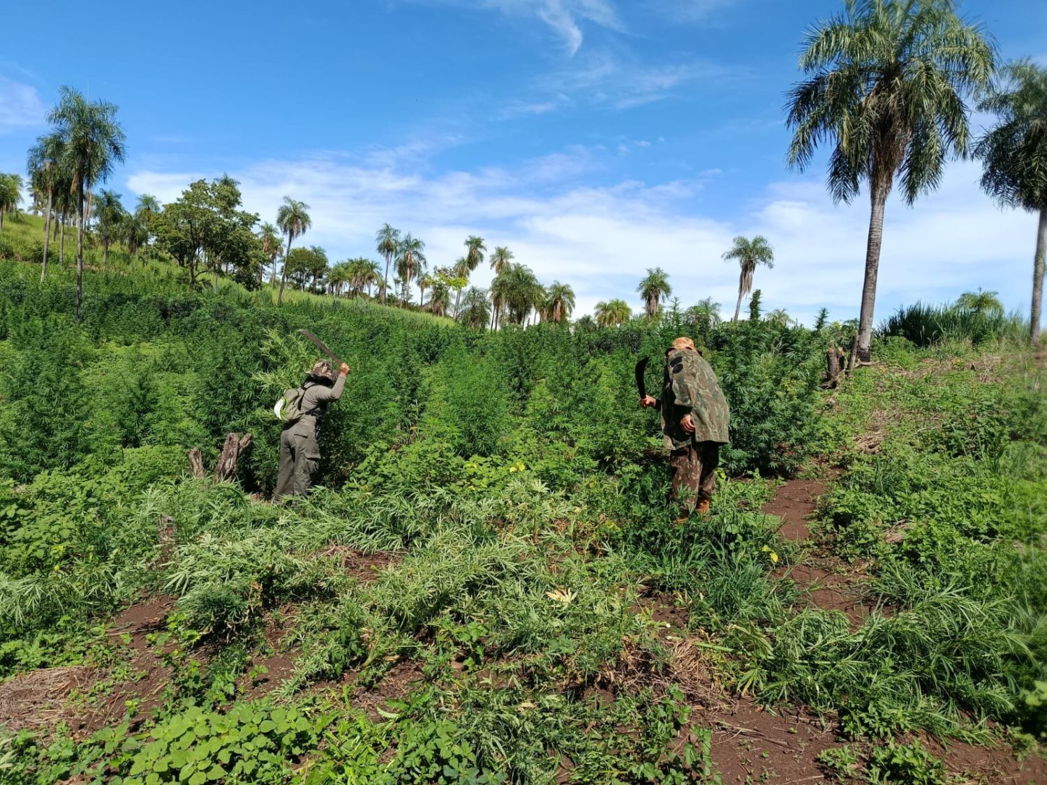 Senad elimina 21 toneladas de marihuana en operativo en Cerro Corá