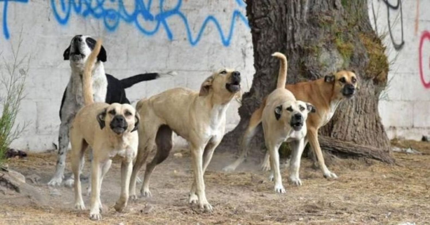 Intervienen por supuesto maltrato animal tras hallazgo de perros en Bella Vista Norte