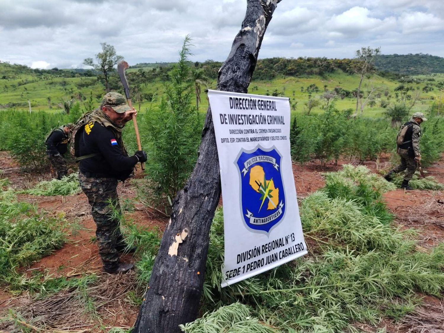 Incineran 12 hectáreas de marihuana tras incursión rural en Pedro Juan Caballero