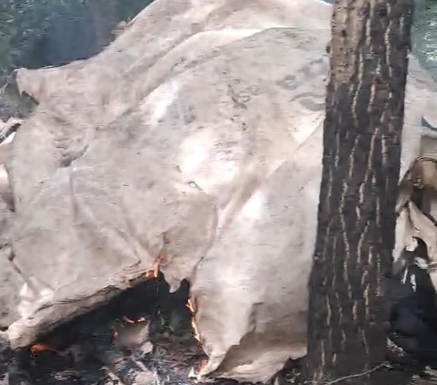 Zanja Pytã: Destruyen siete hectáreas de marihuana en operativo rural