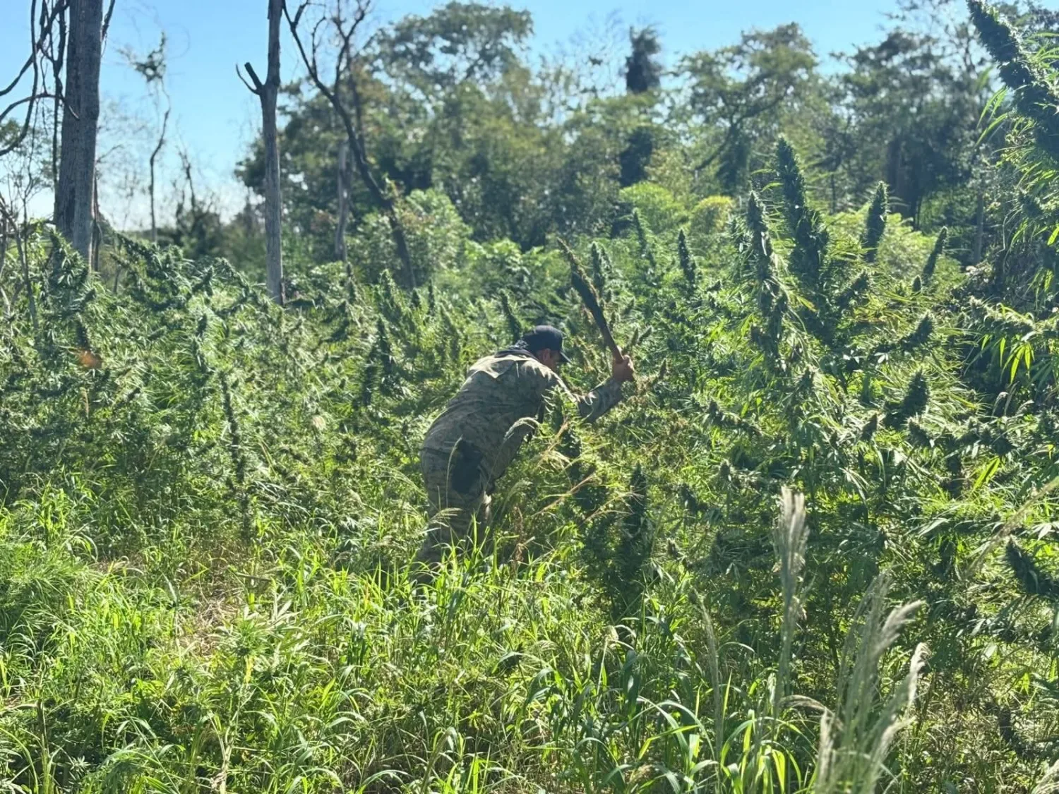 Destruyen cinco hectáreas de marihuana en Pedro Juan Caballero