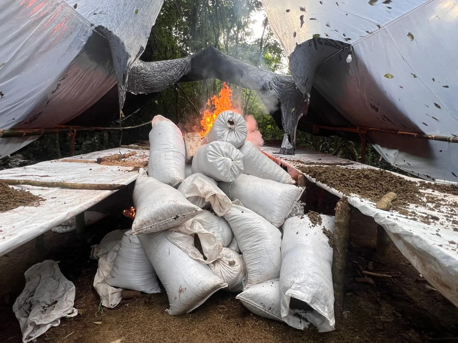 Operativo Nueva Alianza 55 ya anuló más de 500 toneladas de marihuana en Amambay
