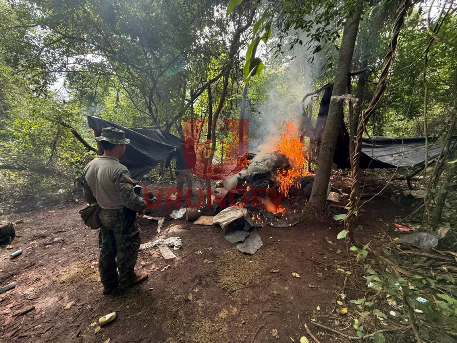 Destruyen cerca de ocho toneladas de marihuana en operativo rural en Pedro Juan Caballero