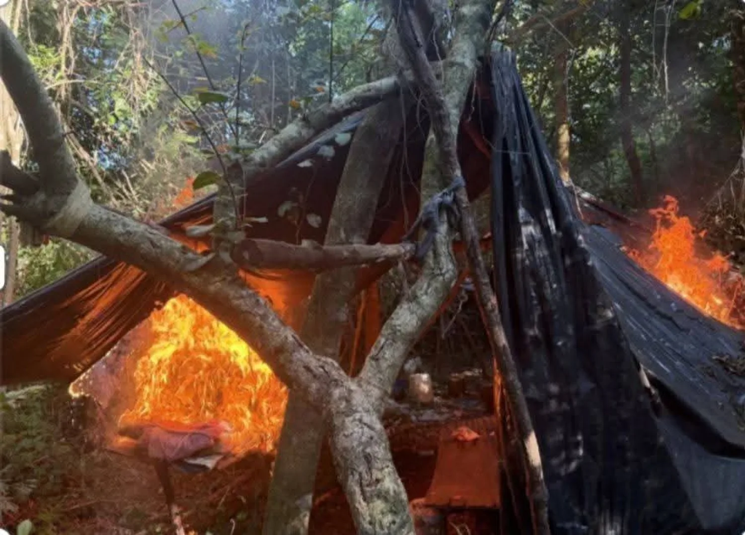 Destruyen seis hectáreas de marihuana y más de cuatro toneladas de la droga en PJC