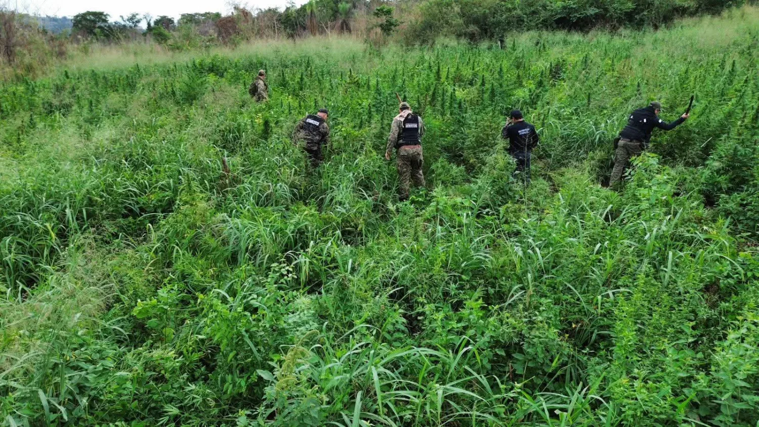 Destruyen seis hectáreas de marihuana tras un allanamiento en Cerro Corá