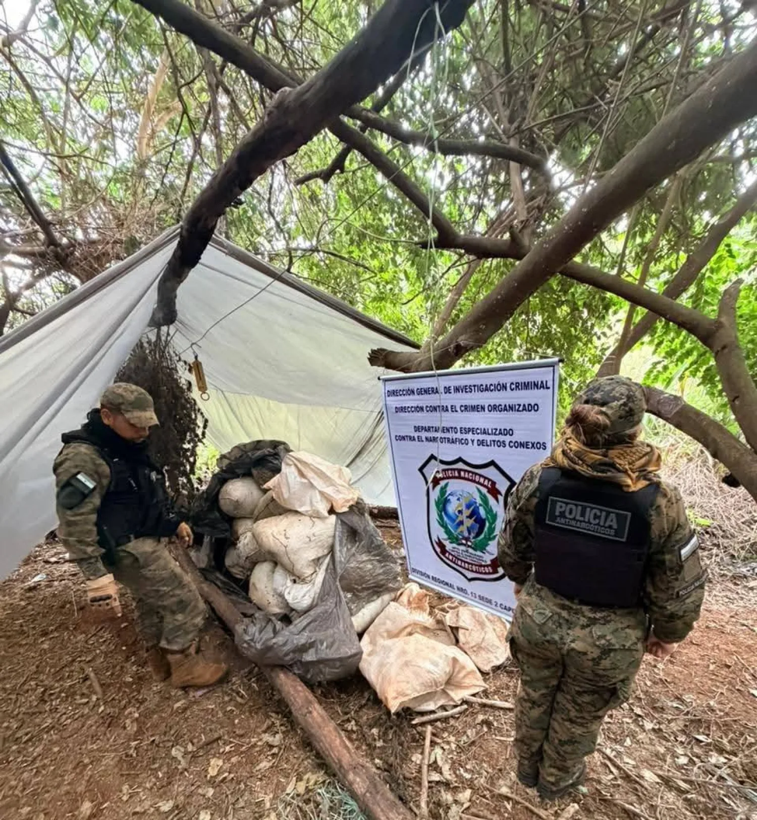 Destruyen dos hectáreas de marihuana y un campamento en Capitán Bado