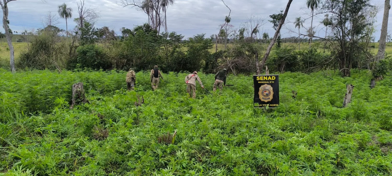 Agentes de la SENAD destruyen doce toneladas de marihuana en Bella Vista Norte