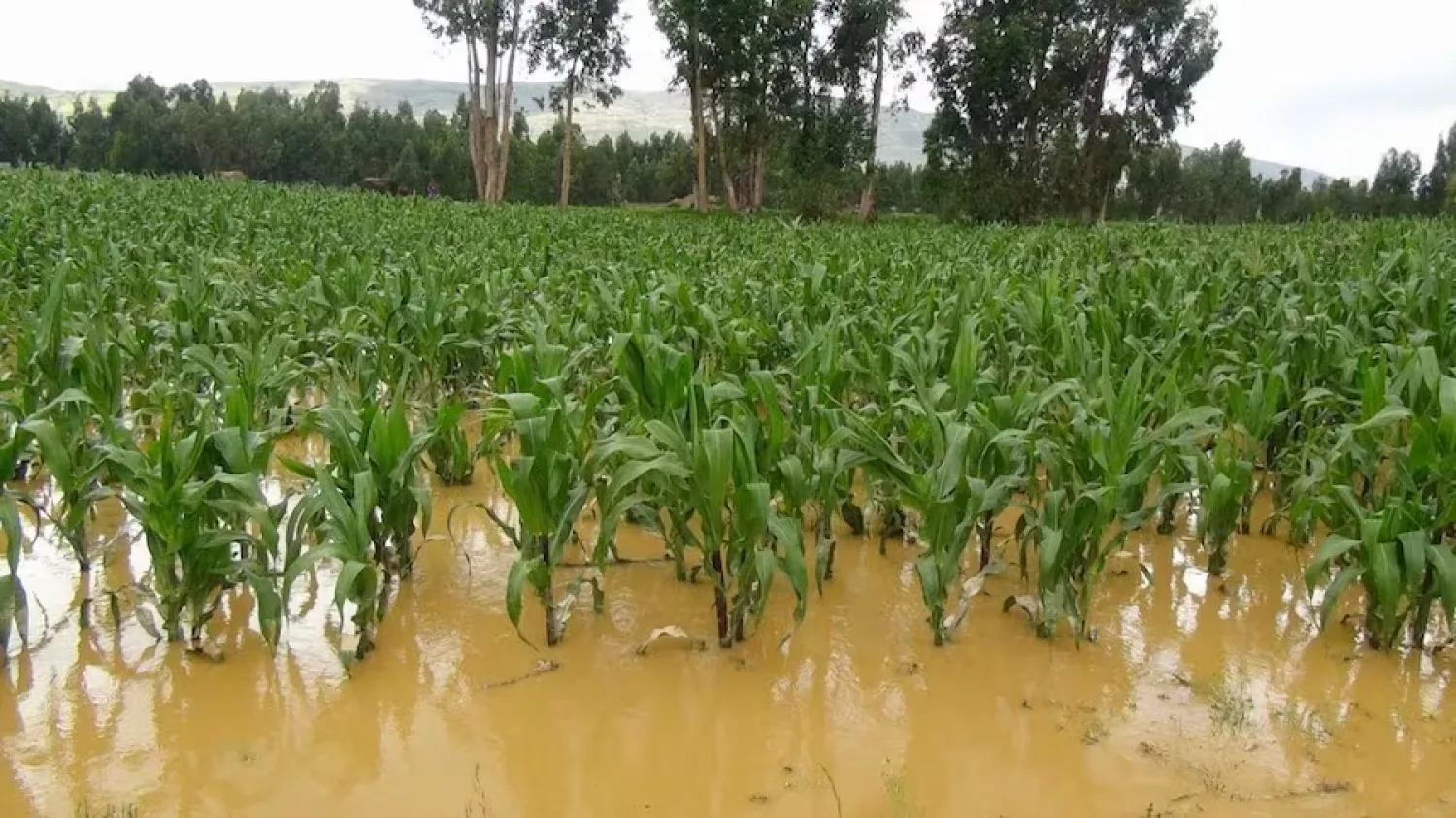 Ante llegada de El Niño, el MAG insta a productores a blindar cultivos y ganado