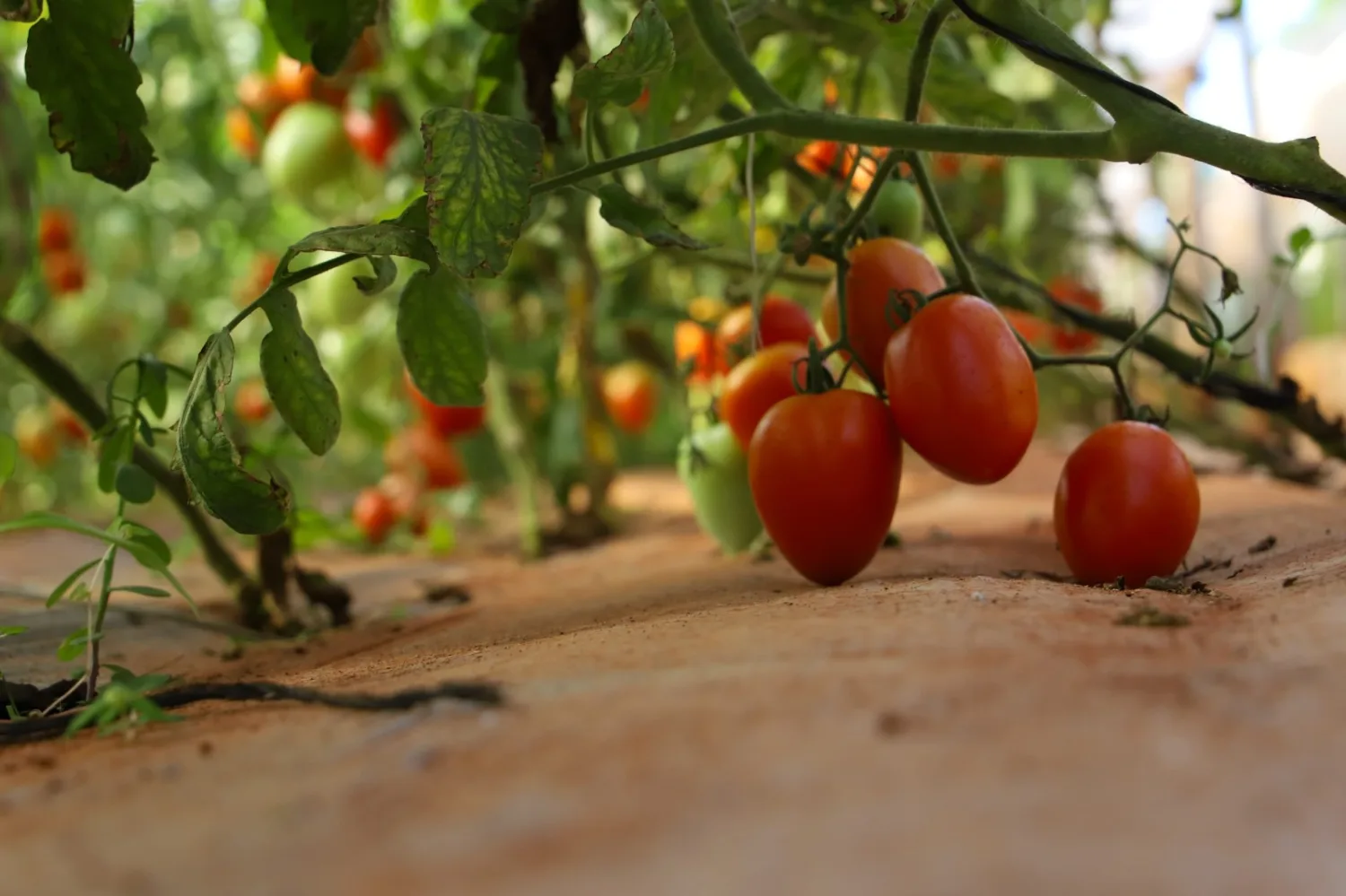 Plan Nacional del Tomate avanza hacia el abastecimiento sostenible durante todo el año