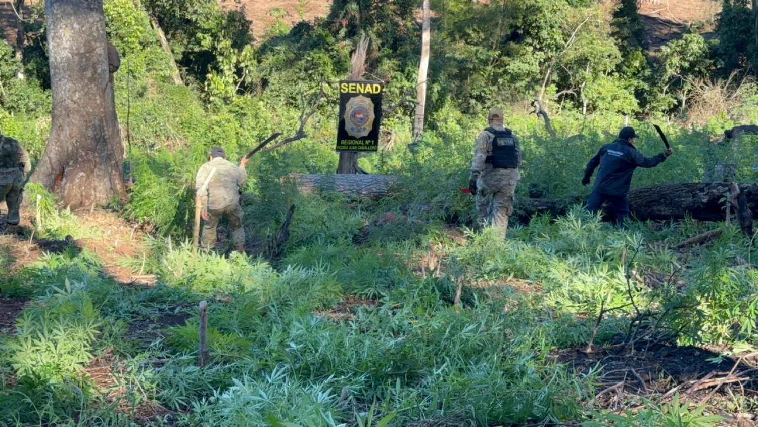 SENAD destruye nueve hectáreas de cultivos de marihuana en Cerro Corá