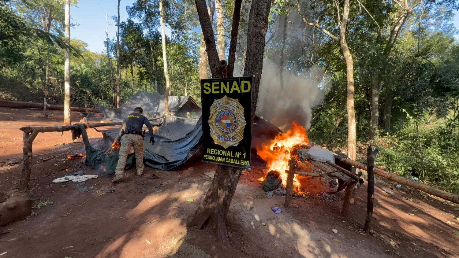 SENAD destruye ocho hectáreas de marihuana en un inmueble rural de Cerro Corá