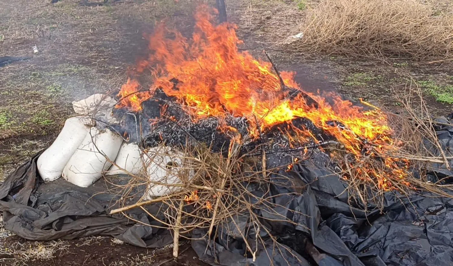 Destruyen seis hectáreas de marihuana y campamentos en Bella Vista Norte