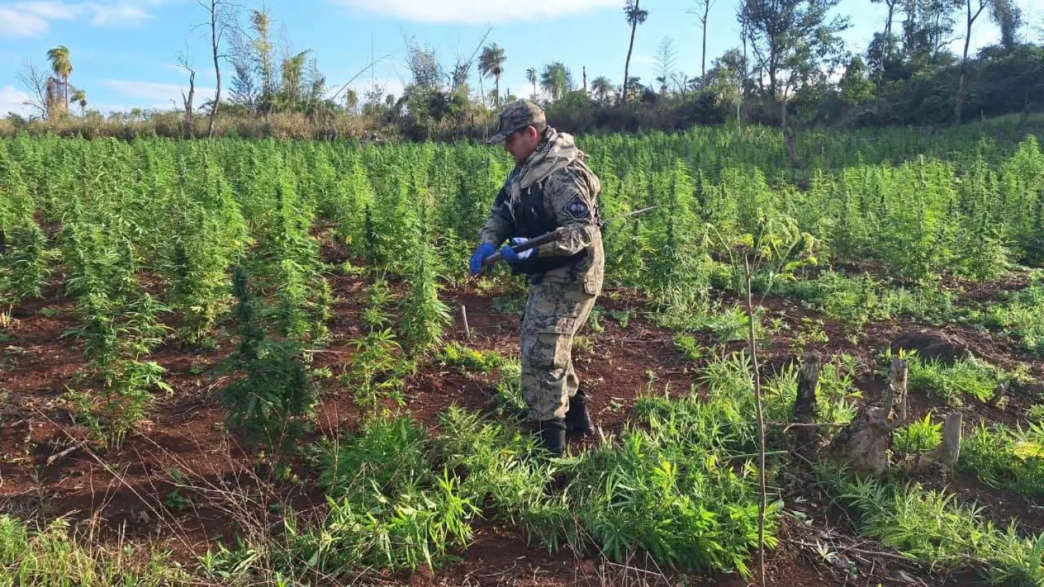 Destruyen seis hectáreas de marihuana tras un allanamiento de inmueble en Cerro Corá