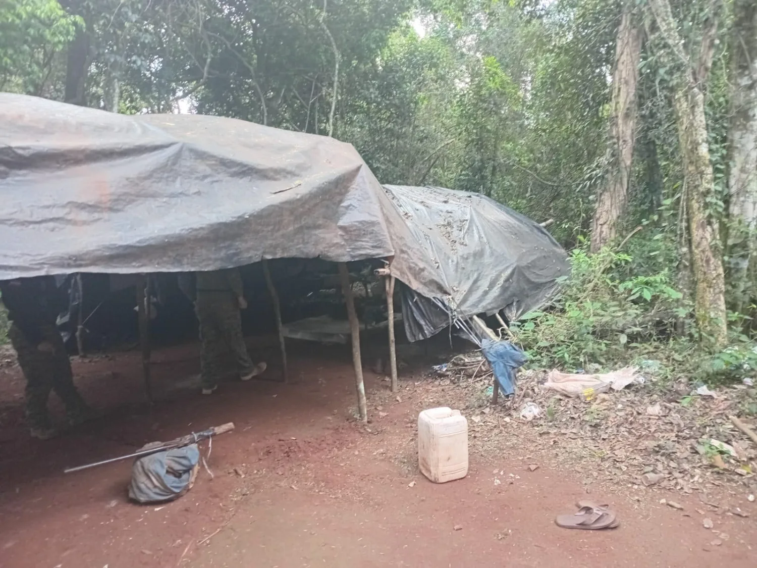 Destruyen cuatro hectáreas de marihuana en un operativo rural en Capitán Bado