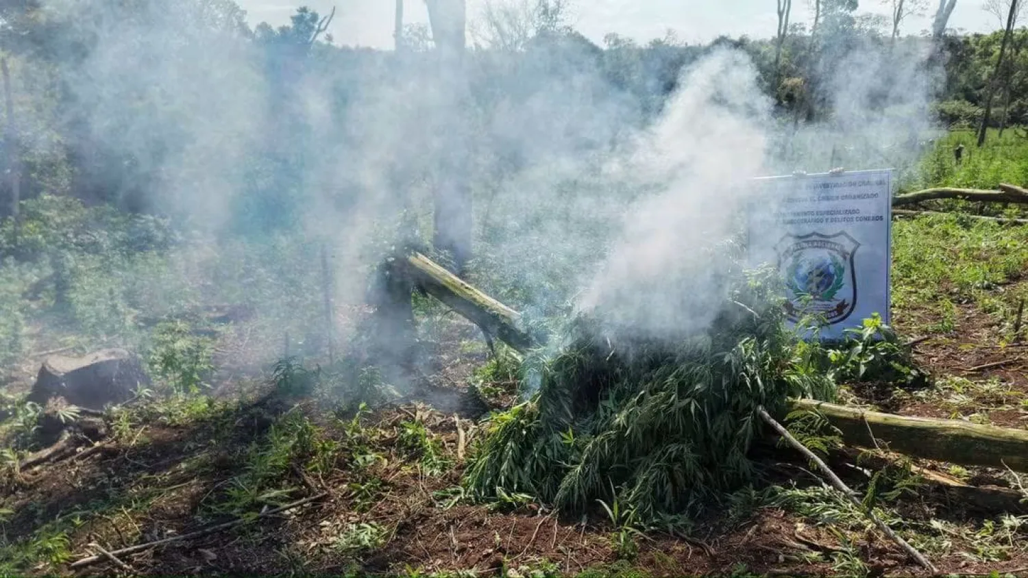 Destruyen tres hectáreas de marihuana durante un allanamiento en Capitán Bado