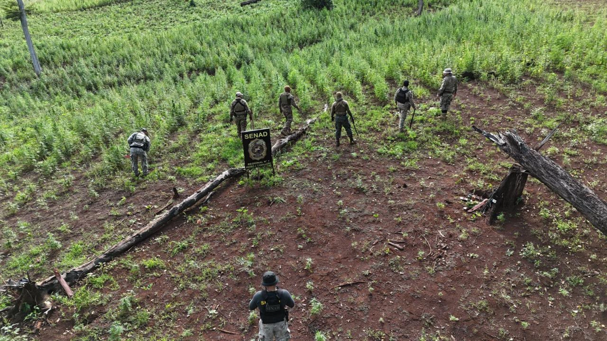 SENAD destruye ocho hectáreas de cultivos de marihuana en Cerro Corá