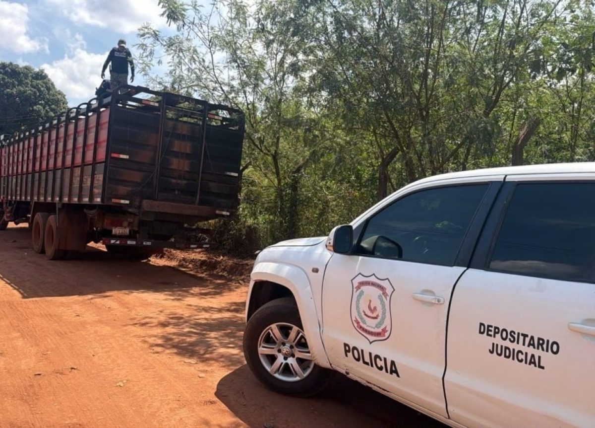 Incautan un camión con 20 animales vacunos sin documentaciones en Pedro Juan Caballero