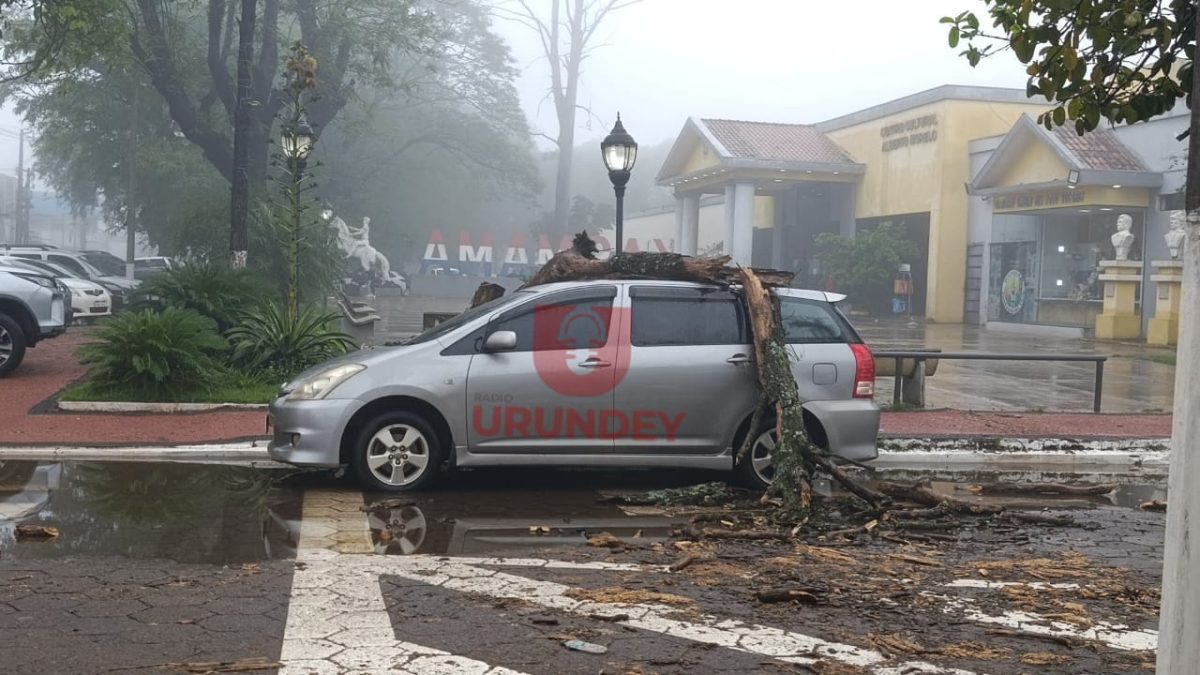 Caída de un árbol provocó daños a un automóvil estacionado en Pedro Juan Caballero