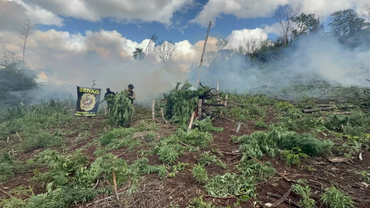 SENAD destruye nueve hectáreas de marihuana en un operativo en el distrito de Cerro Corá