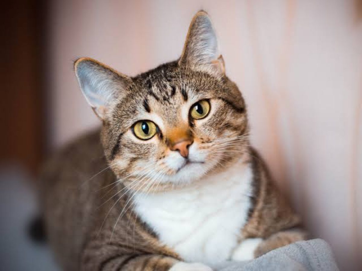 Investigan la muerte de un gato y descartan que falleciera por un golpe en PJC