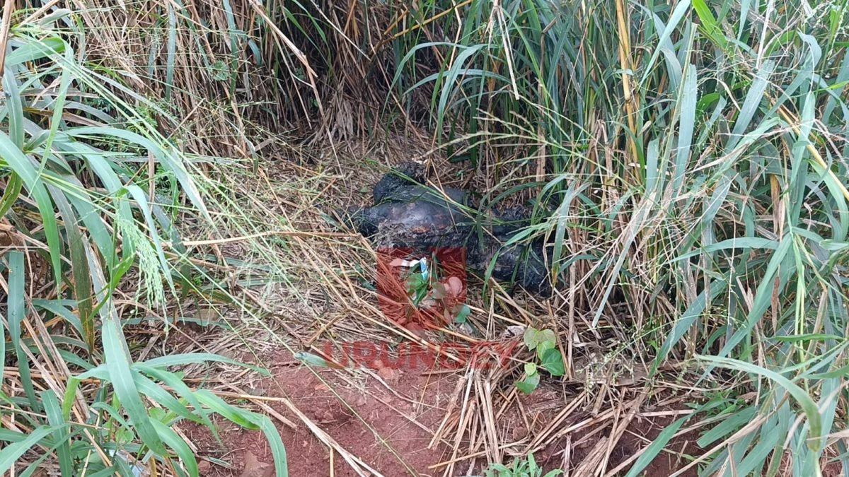 Hallan un cadáver calcinado y desmembrado en un yuyal de Pedro Juan Caballero