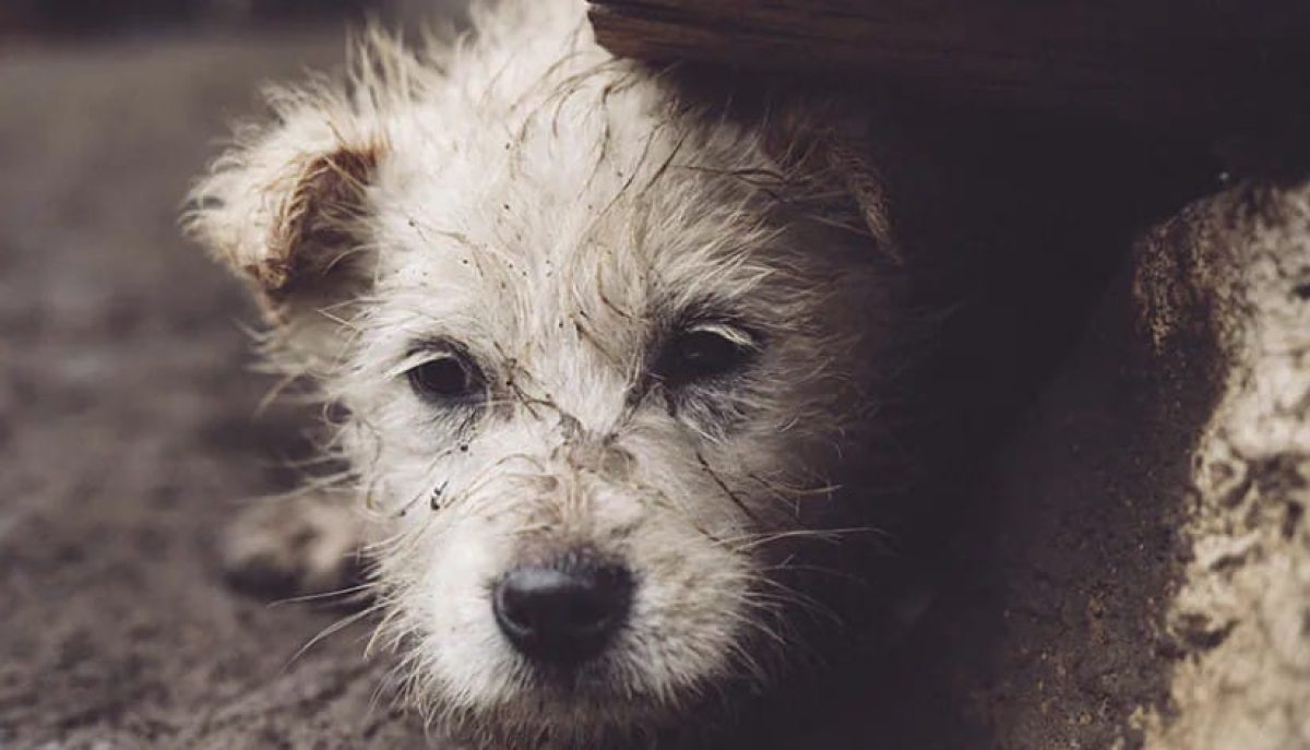 Buscan elevar hasta 8 años la pena por maltrato animal en Paraguay