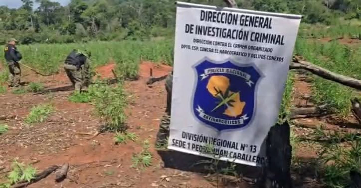 Destruyen siete hectáreas de marihuana en operativo rural en Cerro Corá