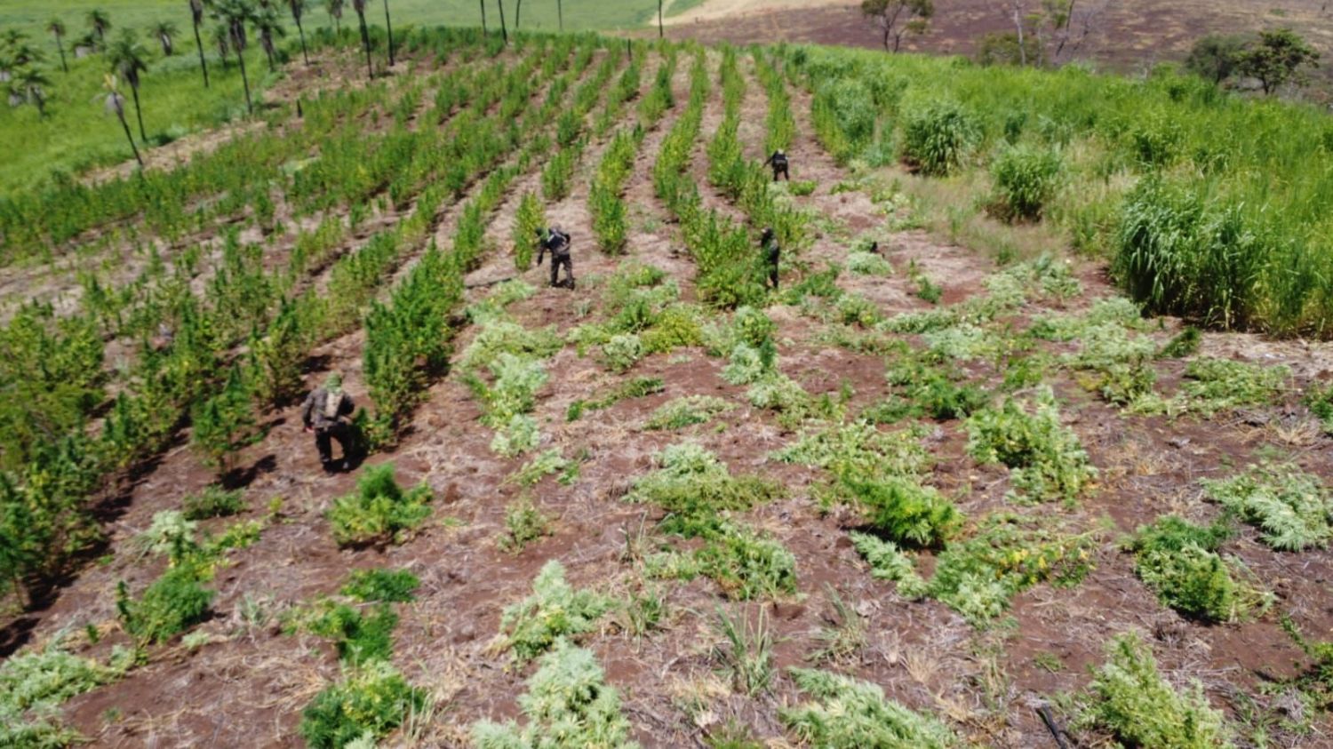Destruyen 11 hectáreas de marihuana en establecimiento rural de Pedro Juan Caballero