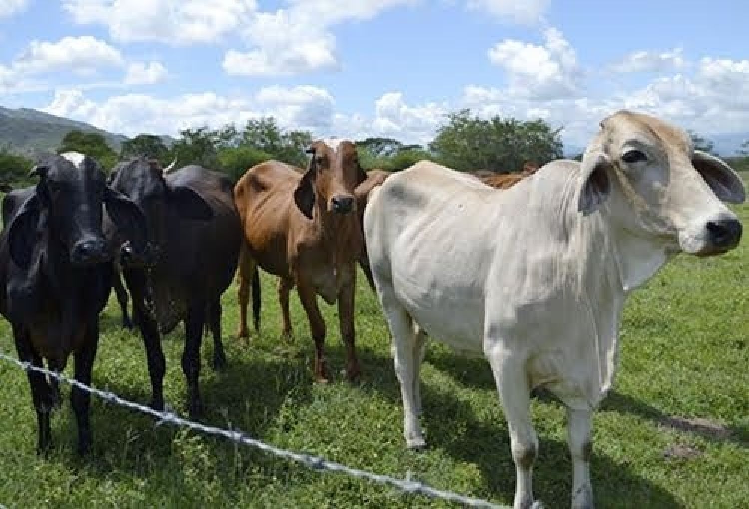 Megarobo de ganado en Bella Vista Norte: Denuncian la desaparición de casi 500 animales