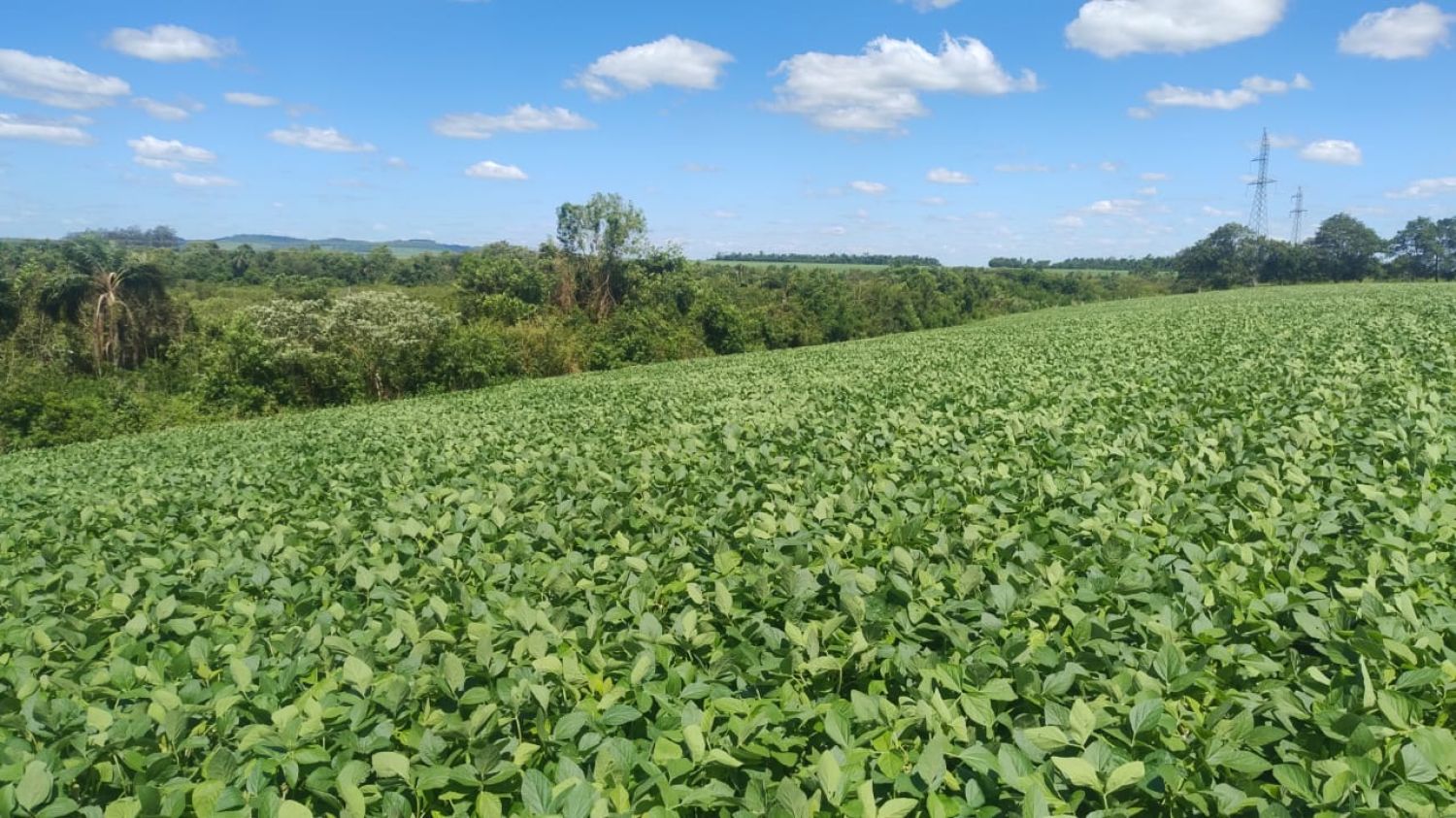 Paraguay está en condiciones de cumplir con salvaguardias ambientales del acuerdo con la UE, afirma ministro