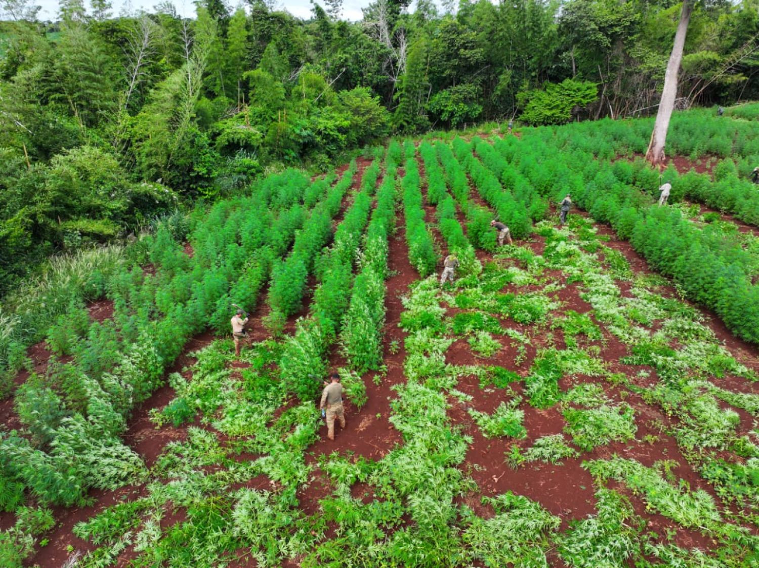 Operación “Toro Expo 26”: SENAD destruye 57 hectáreas de marihuana en Capitán Bado
