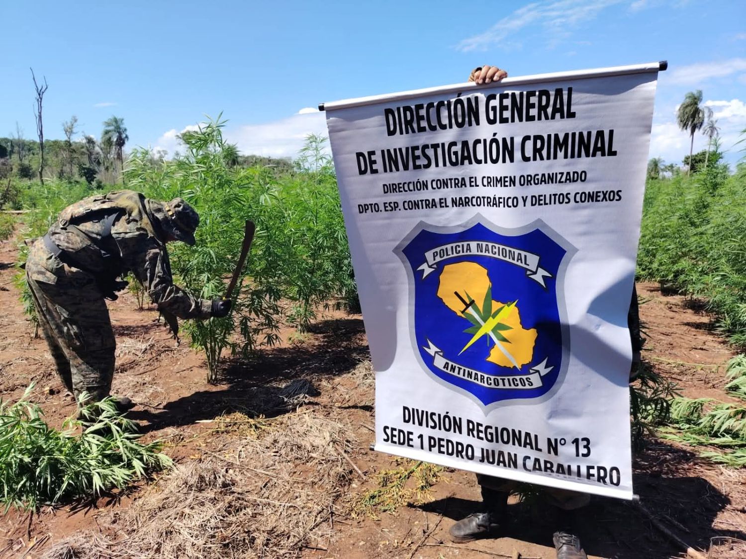 Destruyen siete hectáreas de marihuana en establecimiento rural de Cerro Corá