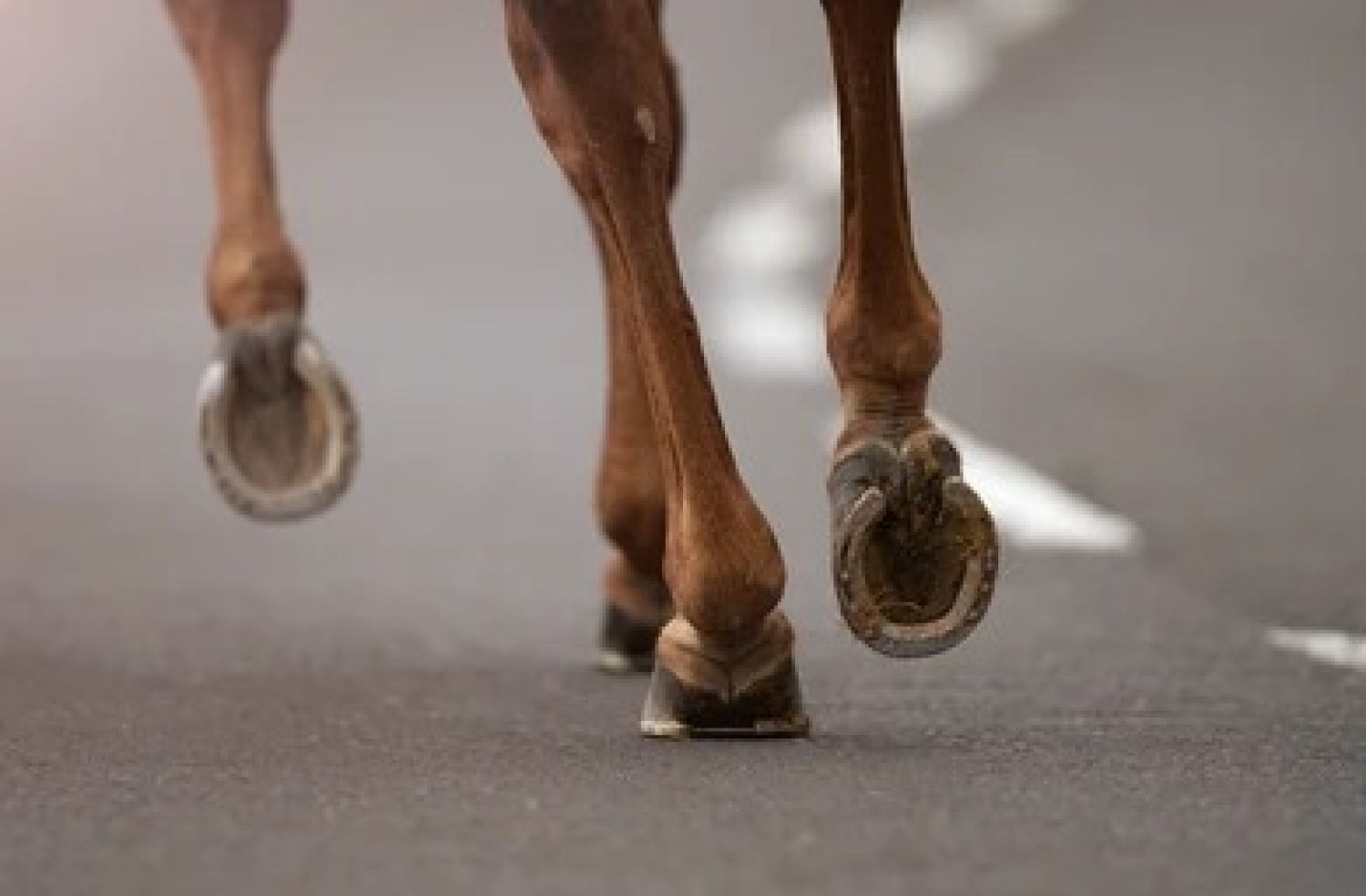 Camioneta choca contra un caballo en la ruta PY11 en la ciudad de Capitán Bado