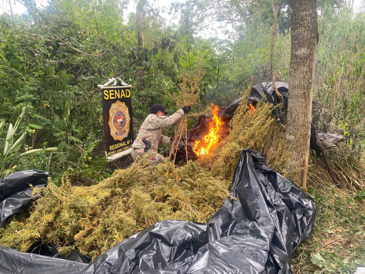 SENAD elimina casi 5 toneladas de marihuana en un operativo realizado en Capitán Bado